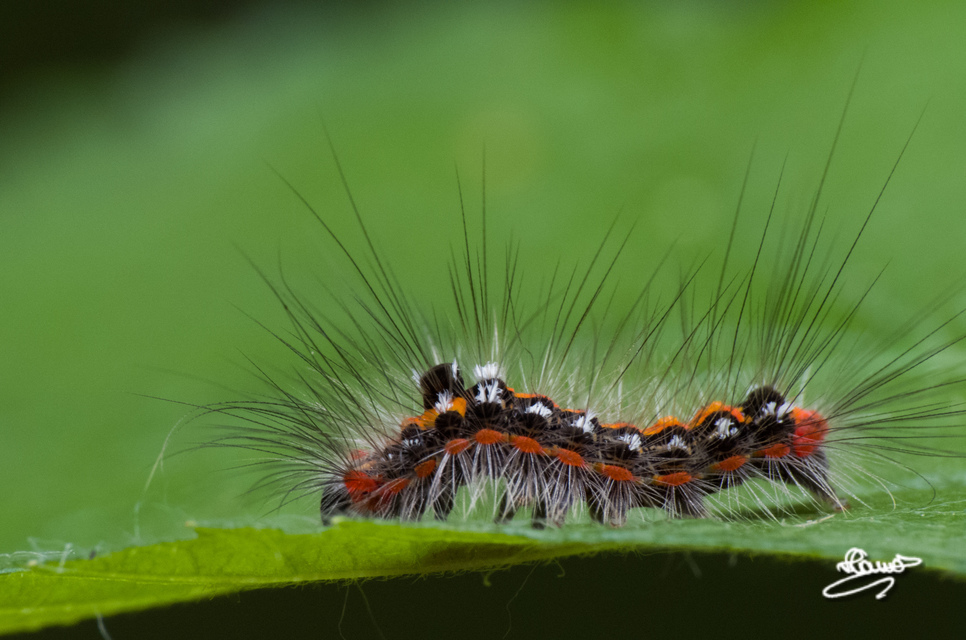 Sphrageidus similis - sárgafarú szövő