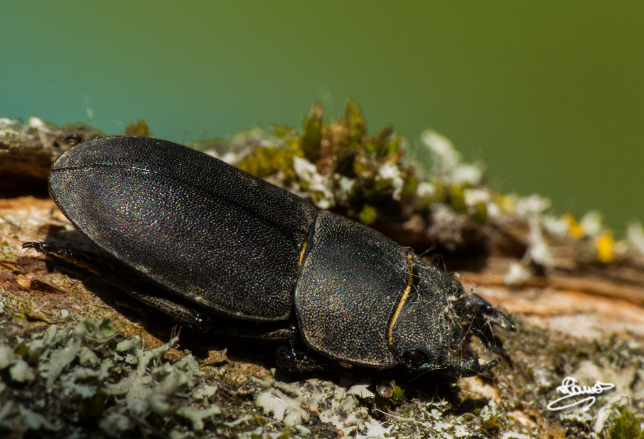 Dorcus parallelipipedus - kis szarvasbogár