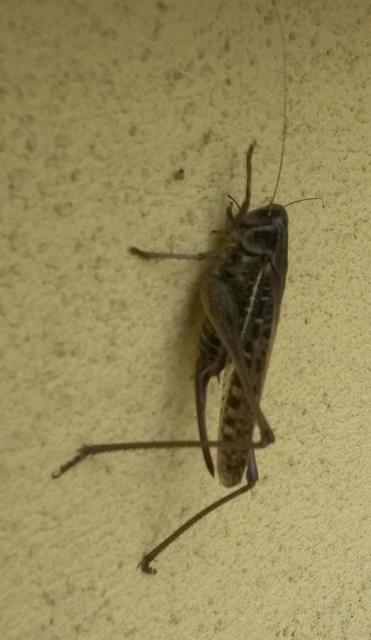 Decticus verrucivorus - szemölcsevő szöcske