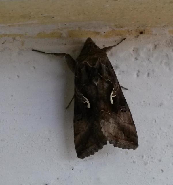 Autographa gamma - gammalepke