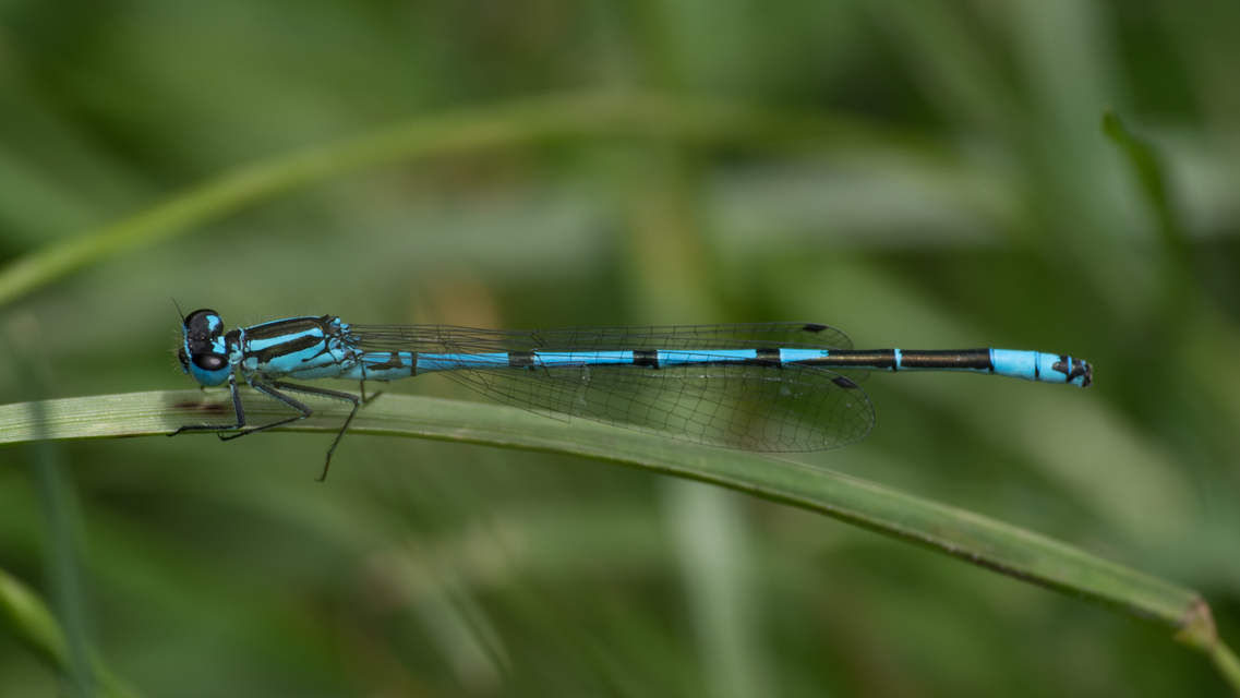 Coenagrion puella - azúrkék légivadász