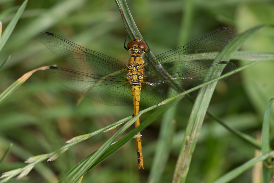 Sympetrum sanguineum - vörös katona-szitakötő