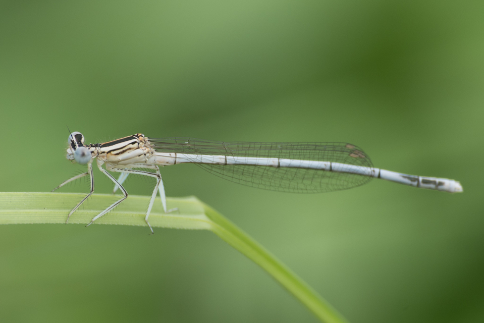 Platycnemis pennipes - széleslábú szitakötő