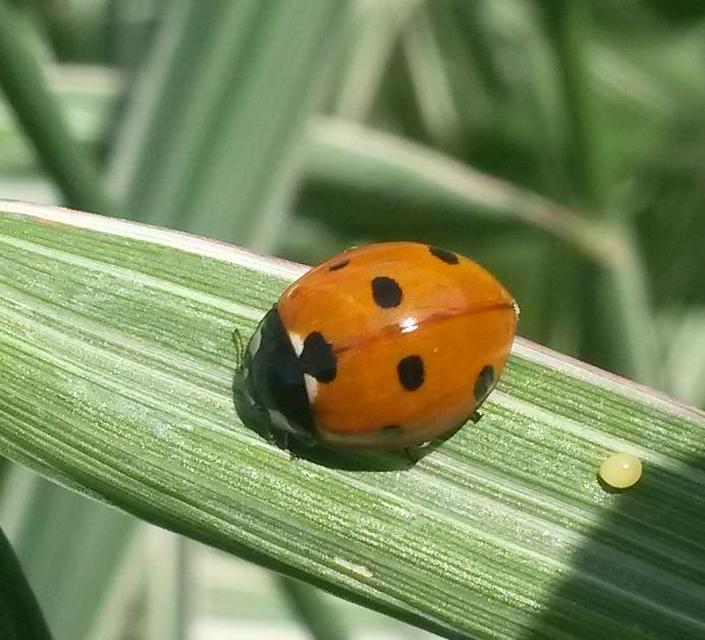 Coccinella septempunctata - hétpettyes katica