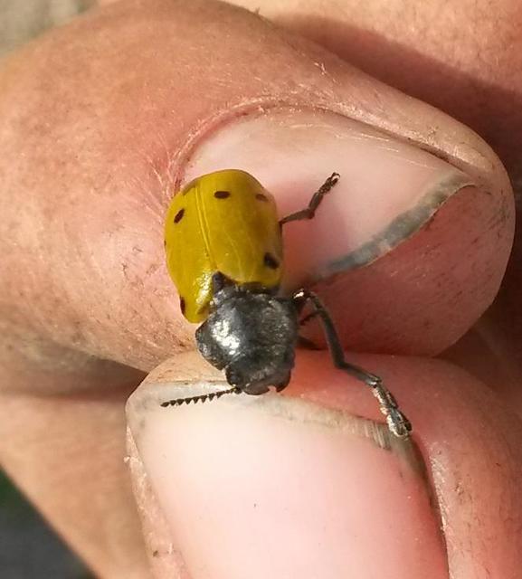 Lachnaia sexpunctata - szőrösnyakú zsákhordóbogár