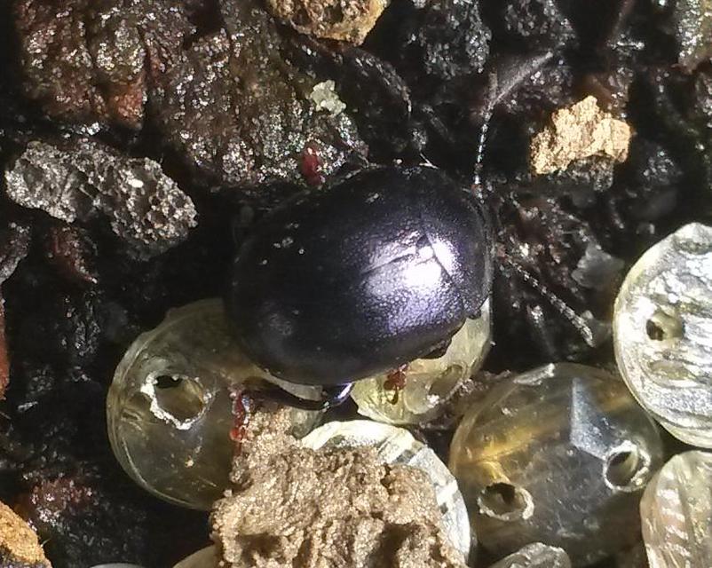 Chrysolina sturmi - vöröslábú levelész