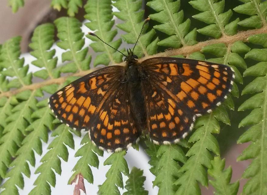 Melitaea athalia - közönséges tarkalepke