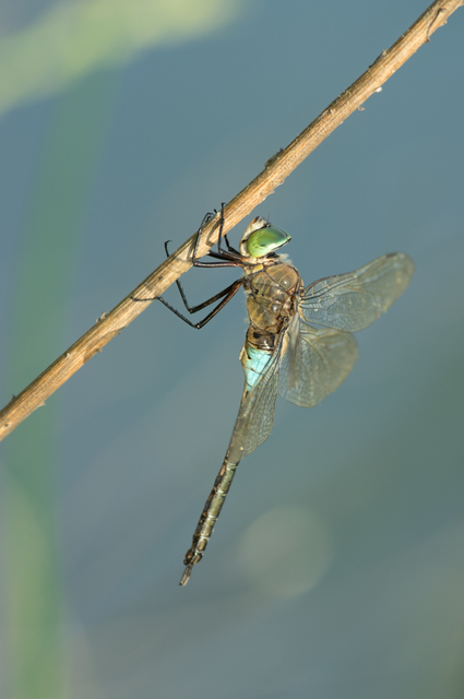 Anax parthenope - barna óriásacsa