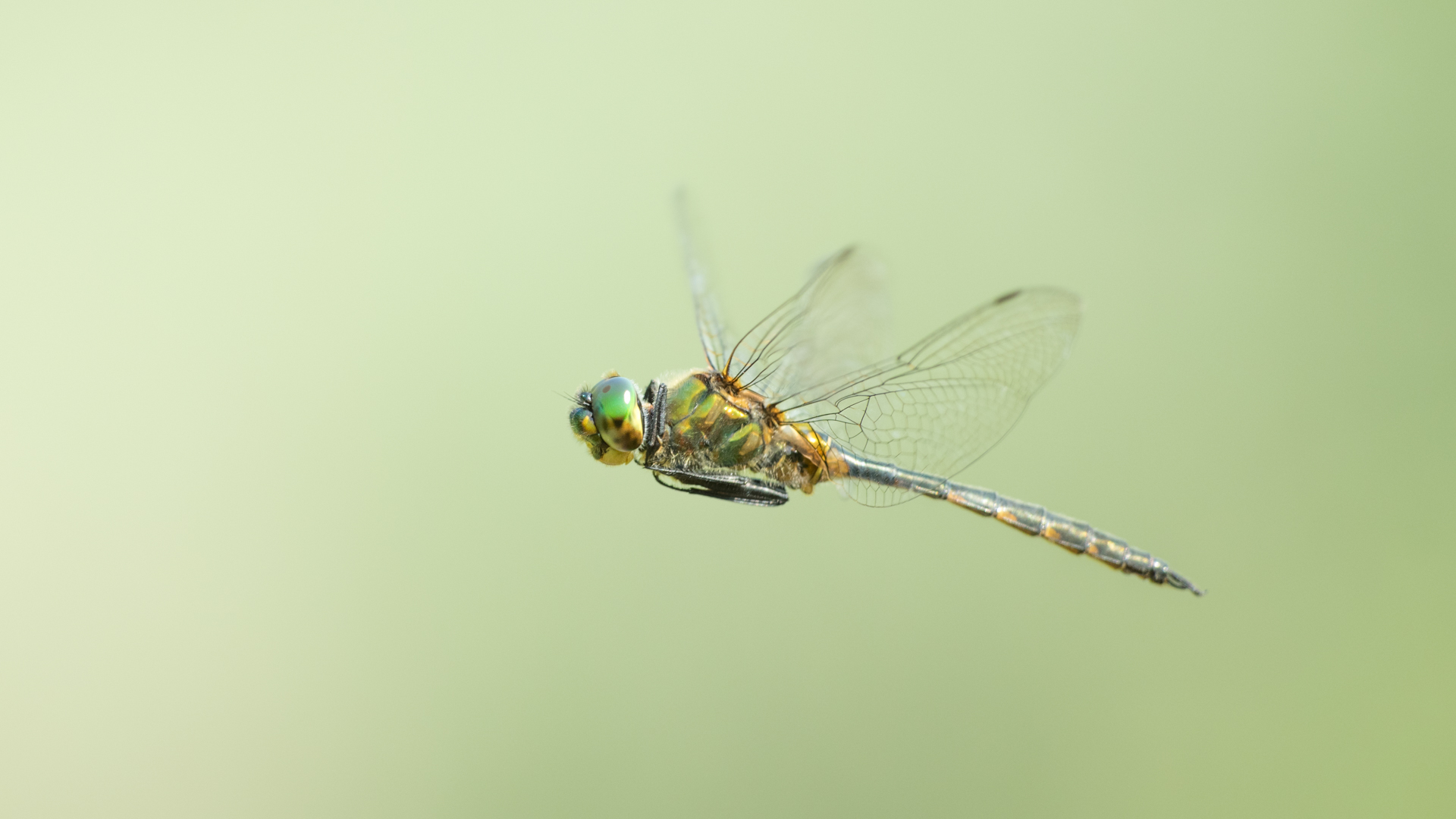 Somatochlora flavomaculata - sárgafoltos smaragdszitakötő