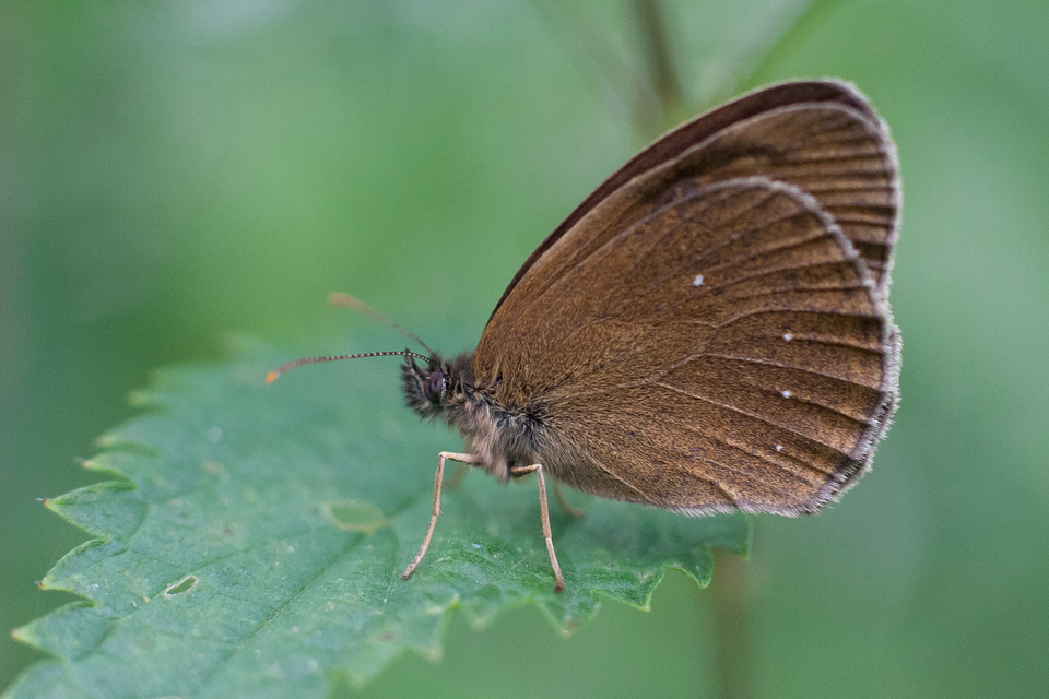 Aphantopus hyperanthus - közönséges ökörszemlepke