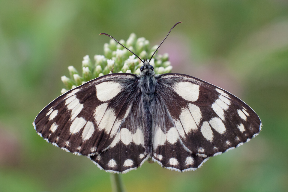Melanargia galathea - sakktáblalepke