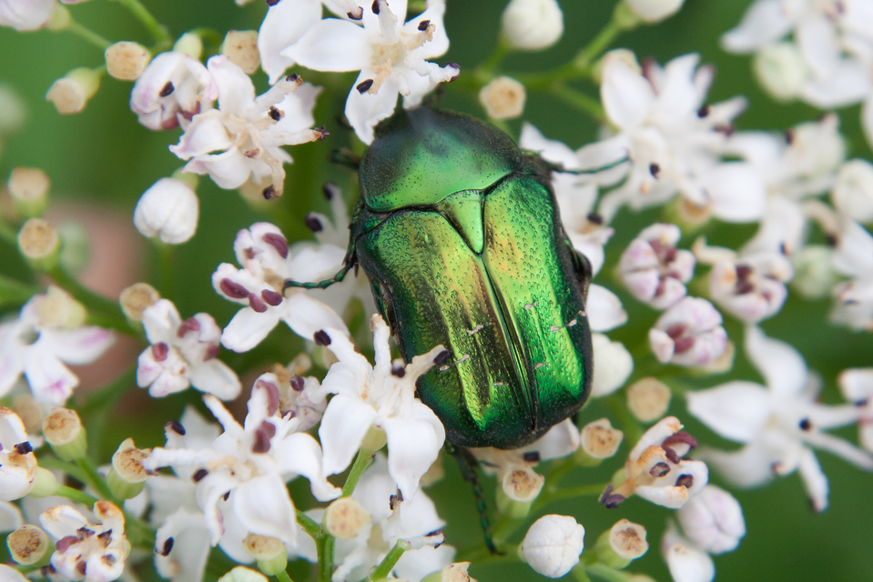 Cetonia aurata - aranyos virágbogár