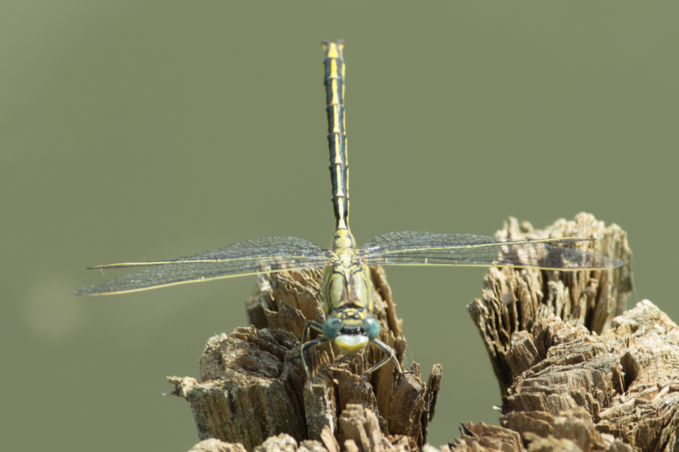 Gomphidae - folyami-szitakötők