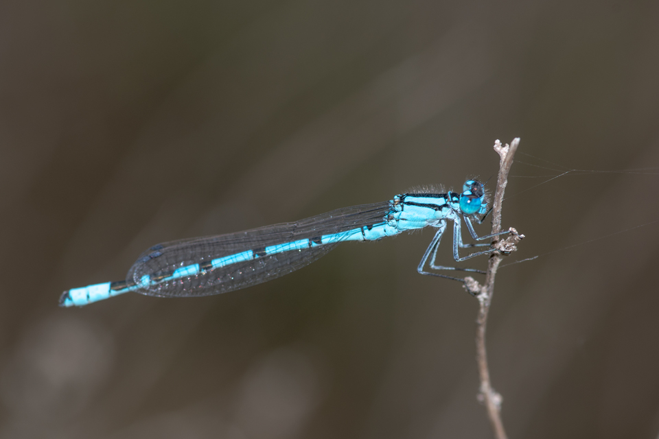 Enallagma cyathigerum - kéksávos légivadász