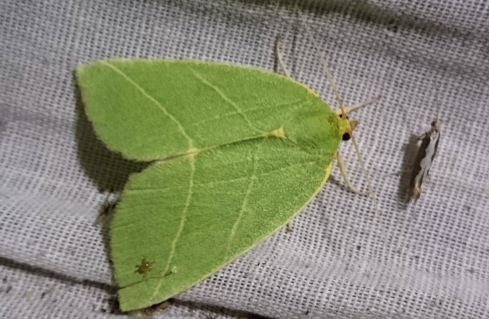 Bena bicolorana - tölgyfa-zöldbagoly