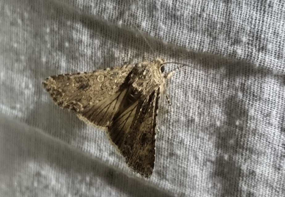 Hadula trifolii - lóherebagoly