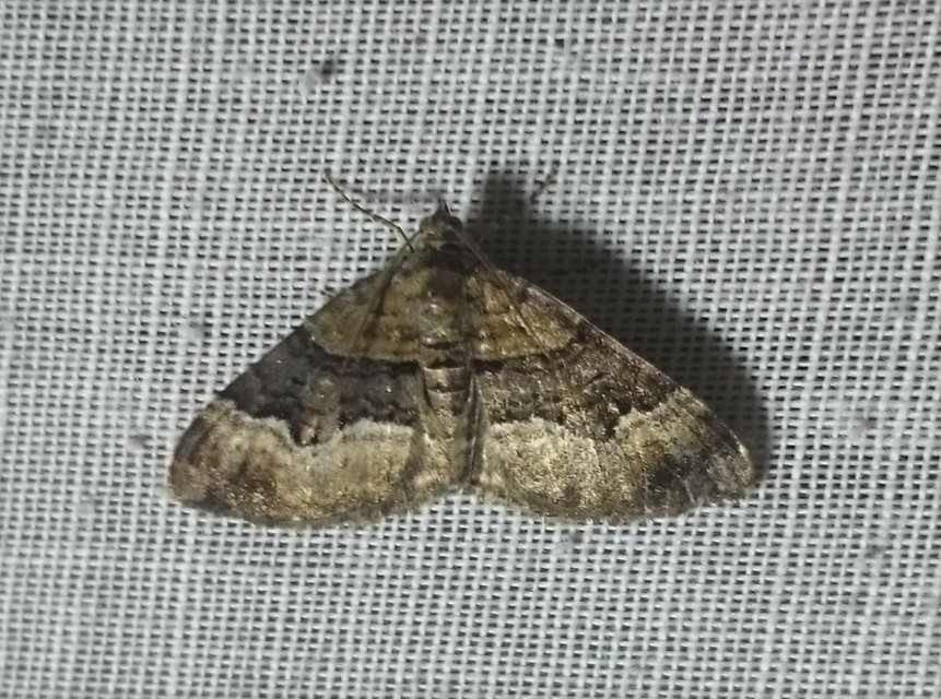 Xanthorhoe biriviata - kétsávos tarkaaraszoló
