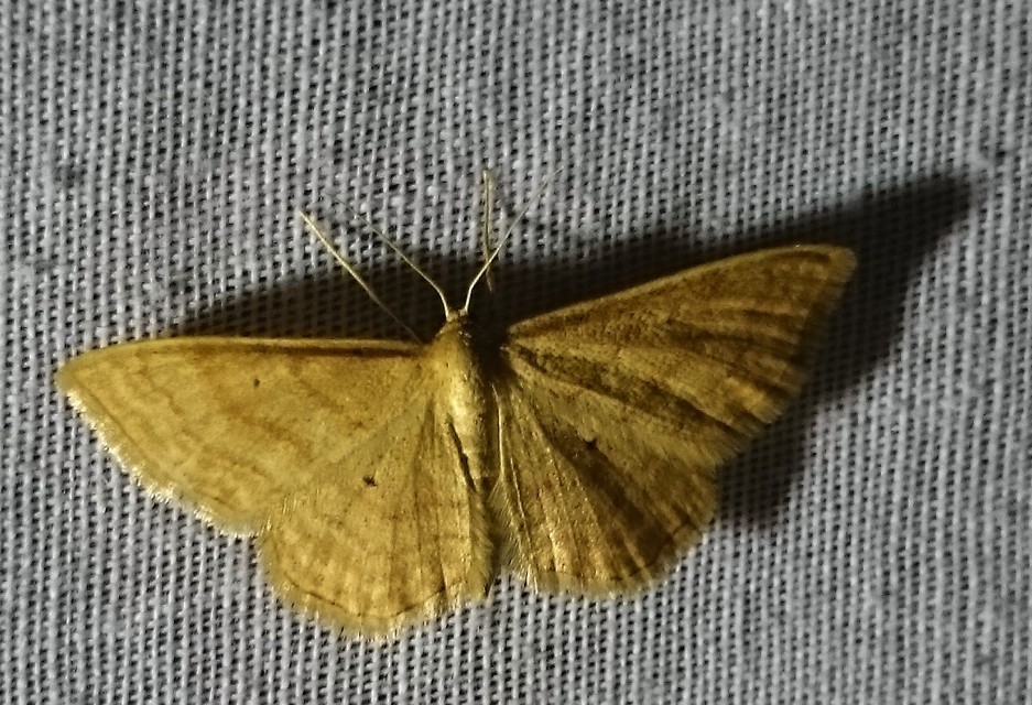 Idaea rufaria - vörhenyes sávosaraszoló