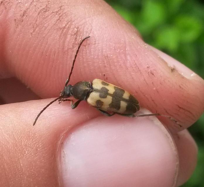 Pachytodes erraticus - rajzos virágcincér