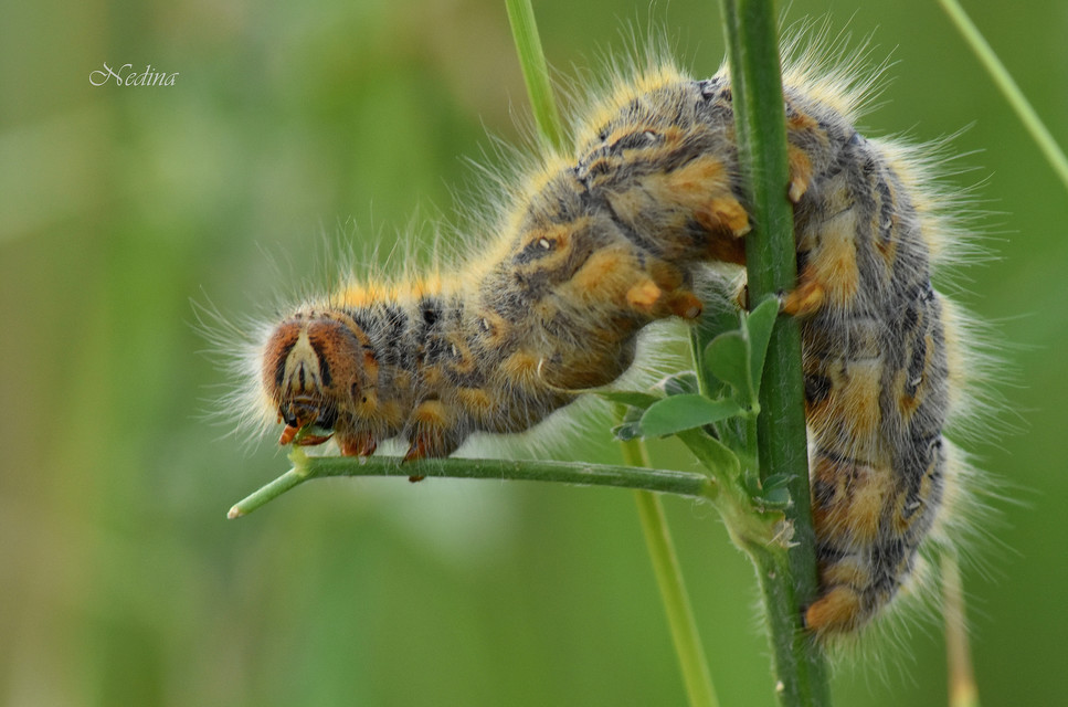 Lasiocampa trifolii - lóhereszövő