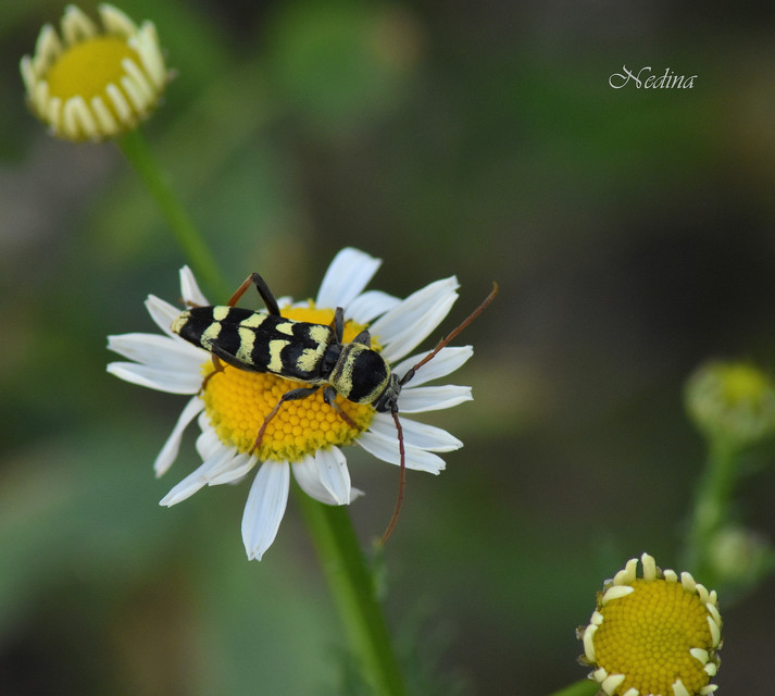 Echinocerus floralis - lucerna-darázscincér
