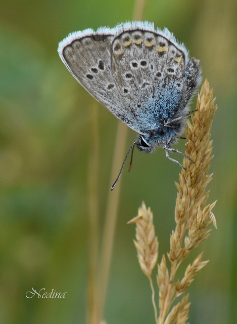 Plebejus argus - ezüstös boglárka