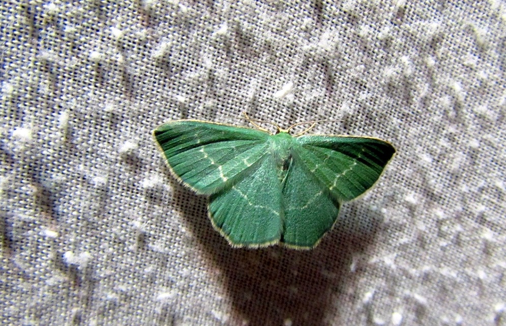 Chlorissa viridata - üdezöld araszoló