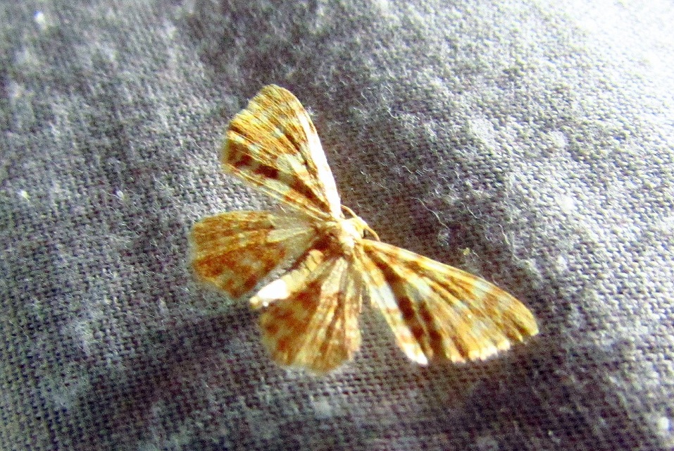 Hydrelia flammeolaria - narancssárga araszoló