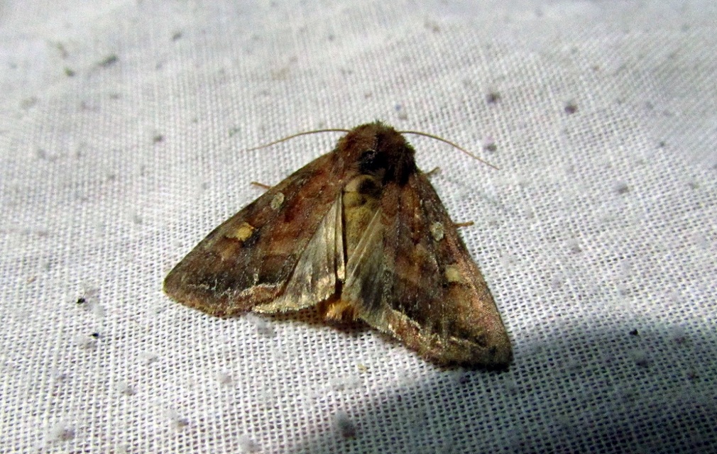 Lacanobia oleracea - saláta-kertibagoly