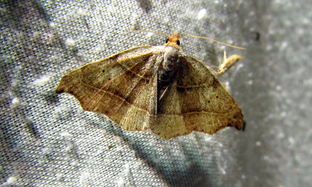 Laspeyria flexula - zuzmóbagoly