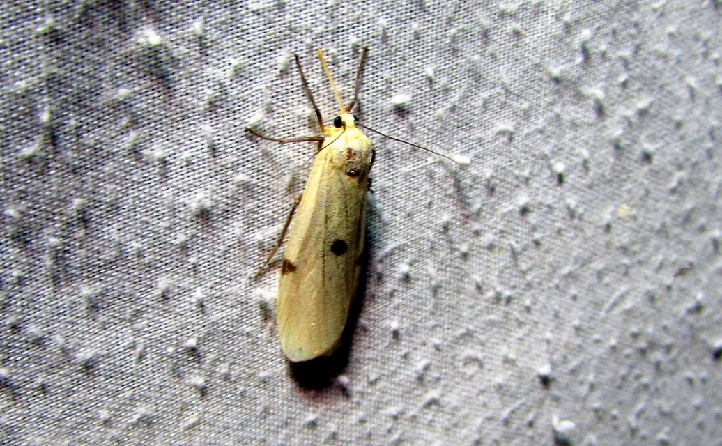 Lithosia quadra - négypettyes zuzmószövő