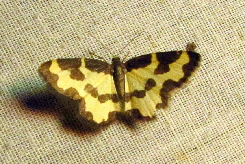 Lomaspilis marginata - szegélyes nyárfaaraszoló