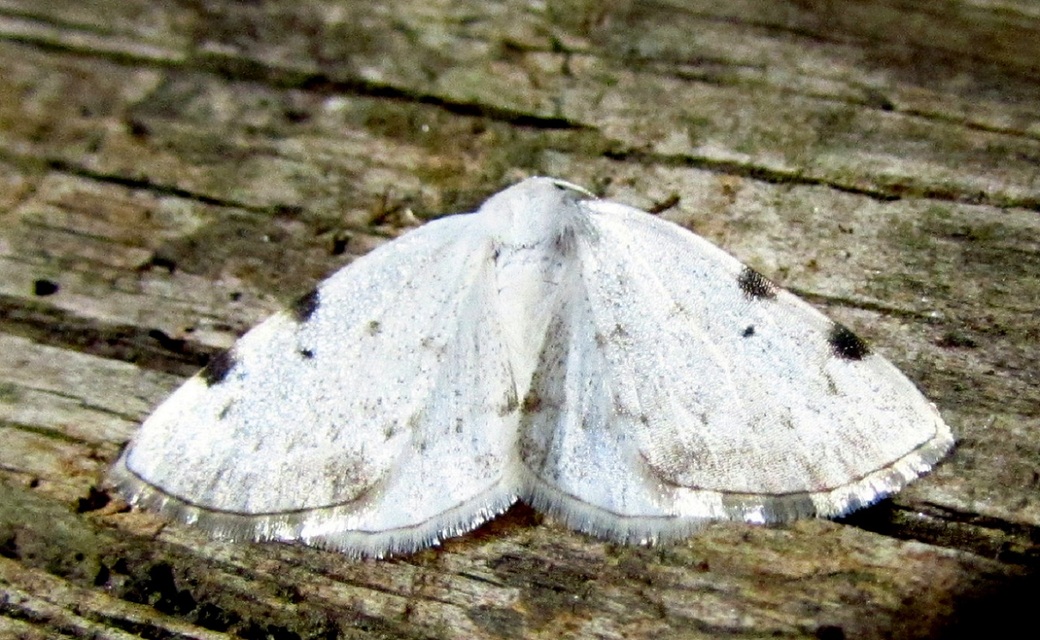 Lomographa bimaculata - kétpontos fehéraraszoló