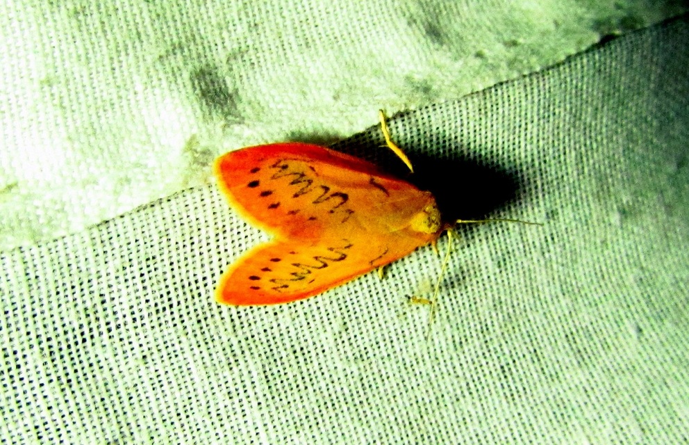 Miltochrista miniata - piros medvelepke