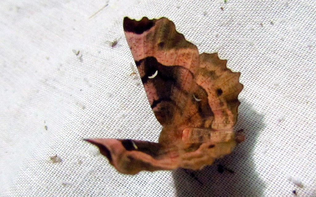 Selenia tetralunaria - négyfoltos holdasaraszoló