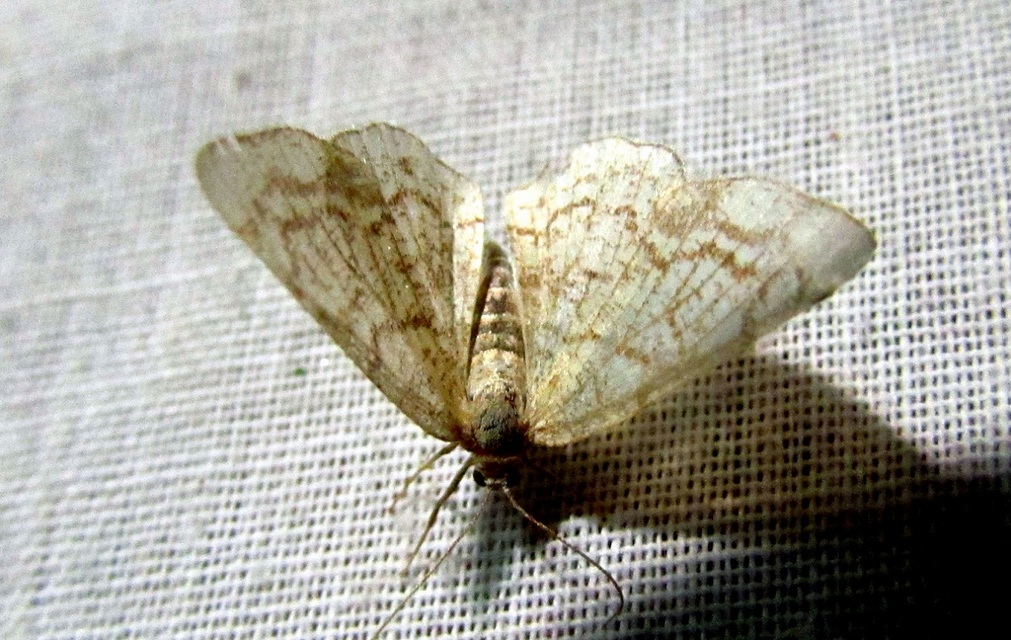 Stegania dilectaria - fehérnyár-araszoló