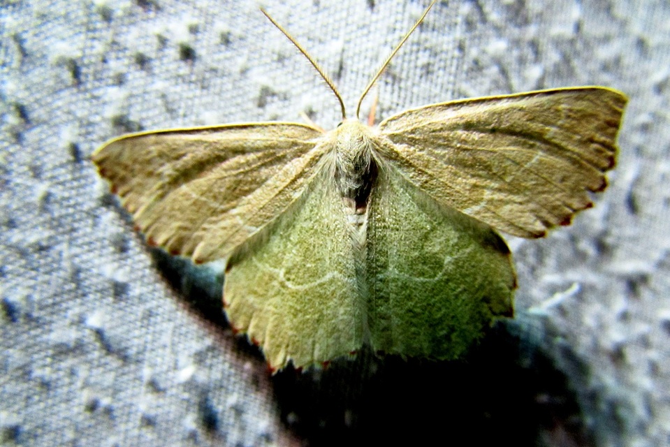 Thalera fimbrialis - csipkésszélű zöldaraszoló