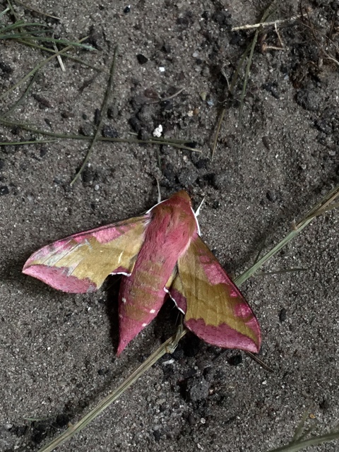 Deilephila porcellus - piros szender