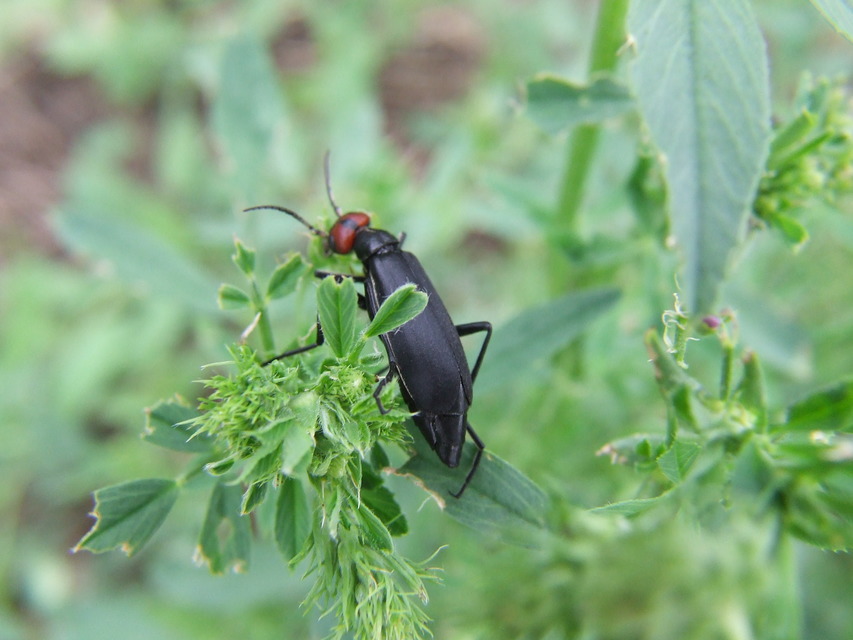 Epicauta rufidorsum - hollóbogár