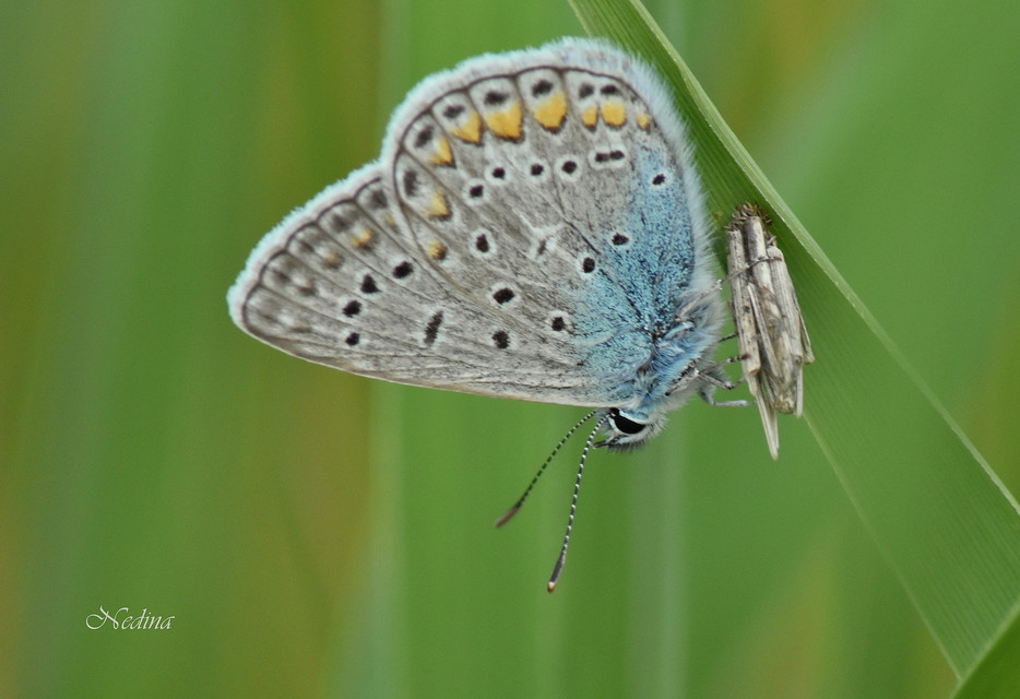 Polyommatus icarus - közönséges boglárka