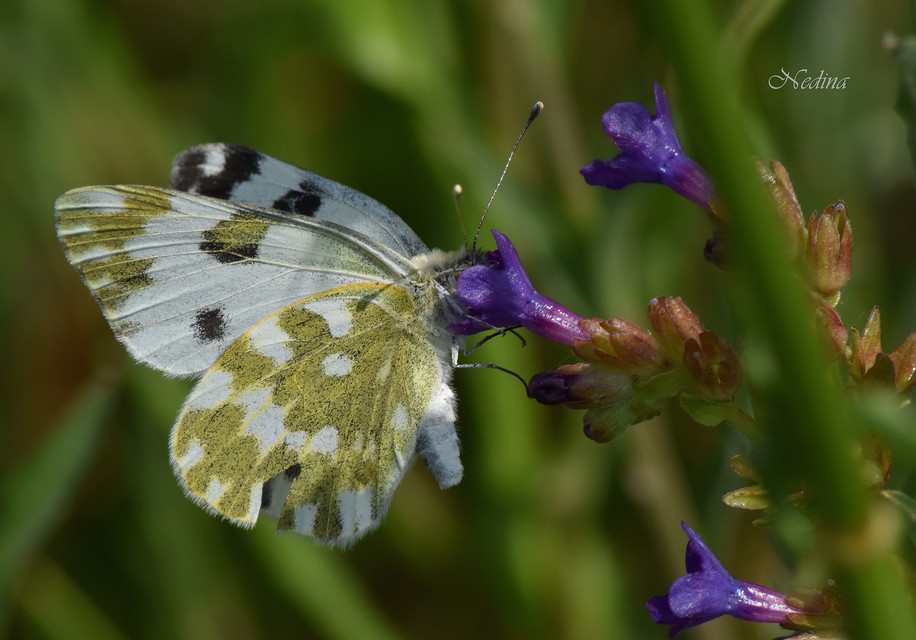 Pontia edusa - rezedalepke