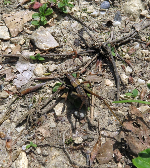 Pholidoptera aptera - nagy avarszöcske
