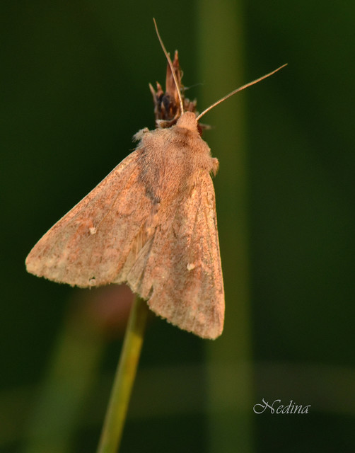Mythimna albipuncta - fehérpettyes rétibagoly