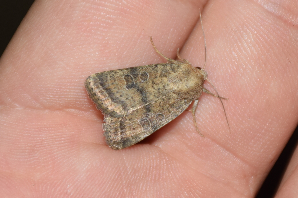 Hoplodrina octogenaria - barna selymesbagoly