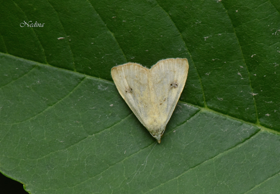 Rivula sericealis - selymes lórombagoly