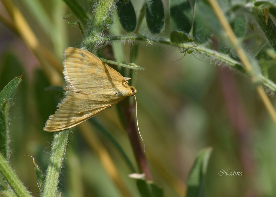 Sitochroa verticalis - világossárga dudvamoly
