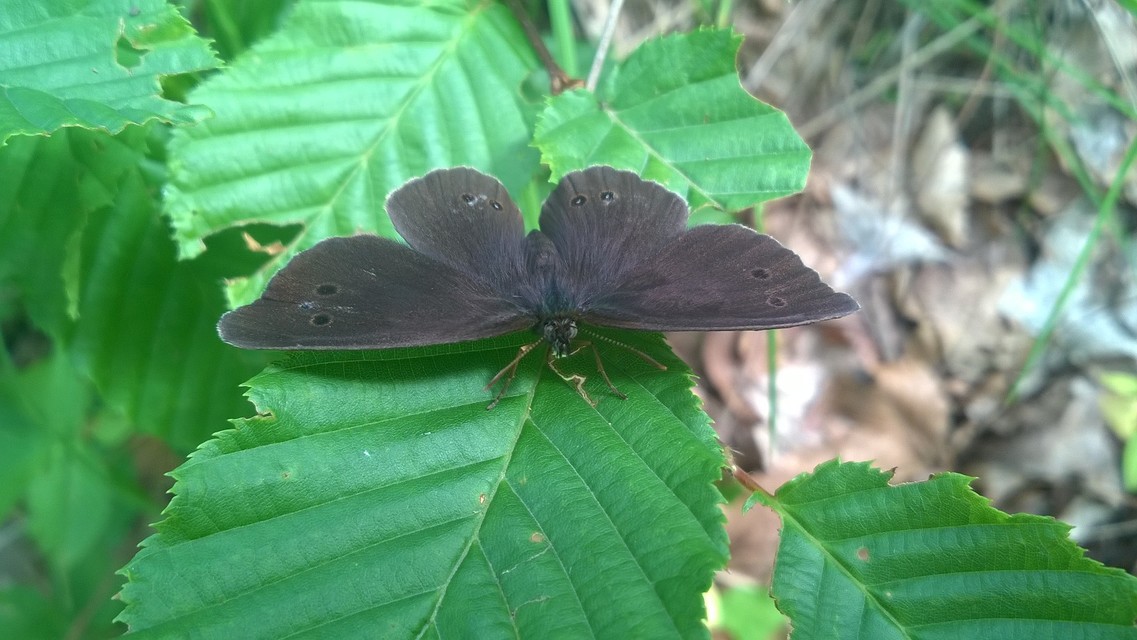 Aphantopus hyperanthus - közönséges ökörszemlepke