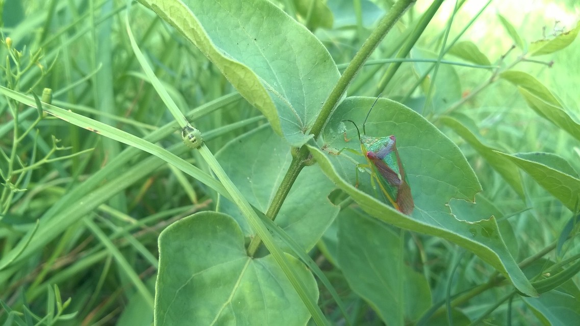 Acanthosoma haemorrhoidale - nagy dajkapoloska Acanthosoma haemorrhoidale - nagy dajkapoloska