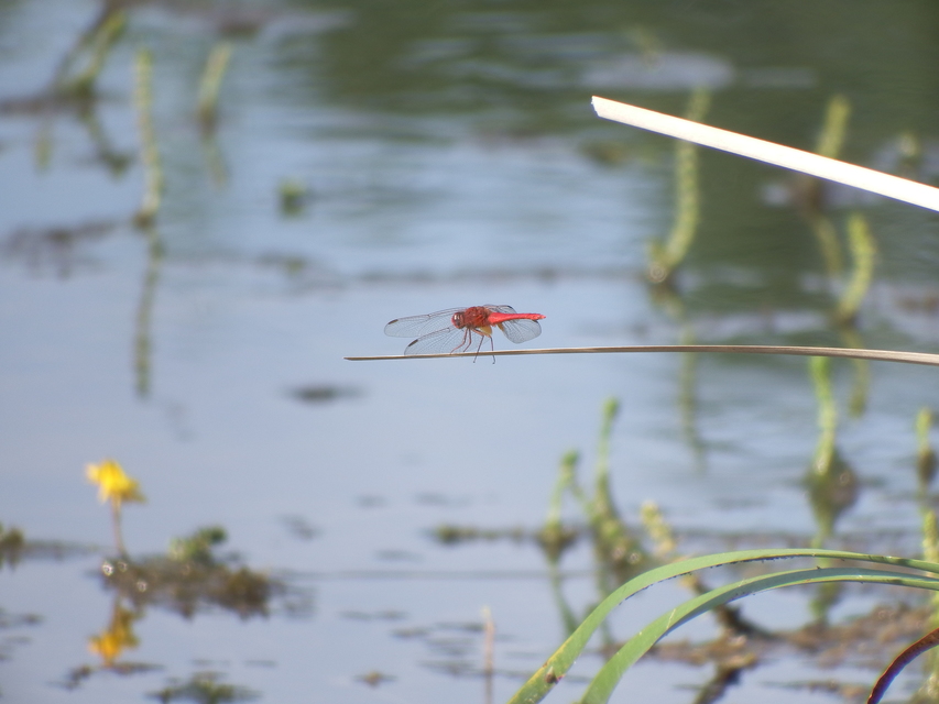 Crocothemis erythraea - skarlát szitakötő