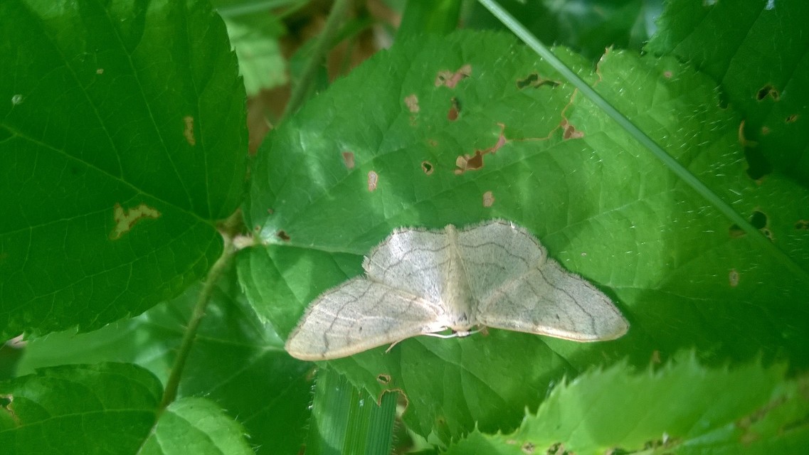 Idaea aversata - nagy sávosaraszoló
